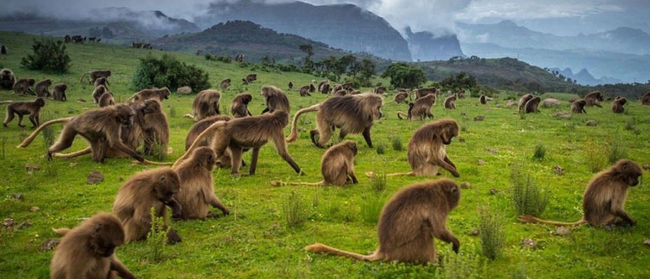 Simen National Park in Ethiopia