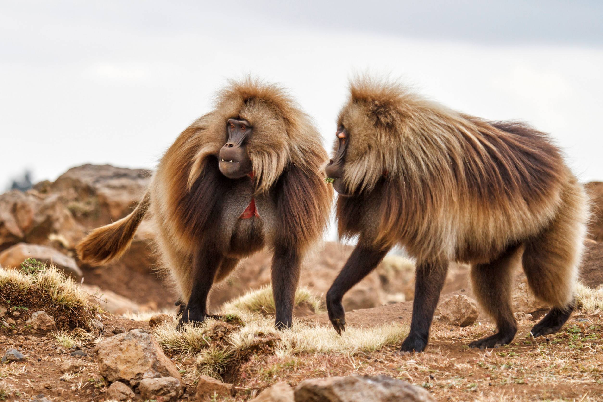 Babouins géladas mâles dans le parc national des montagnes du Simien
