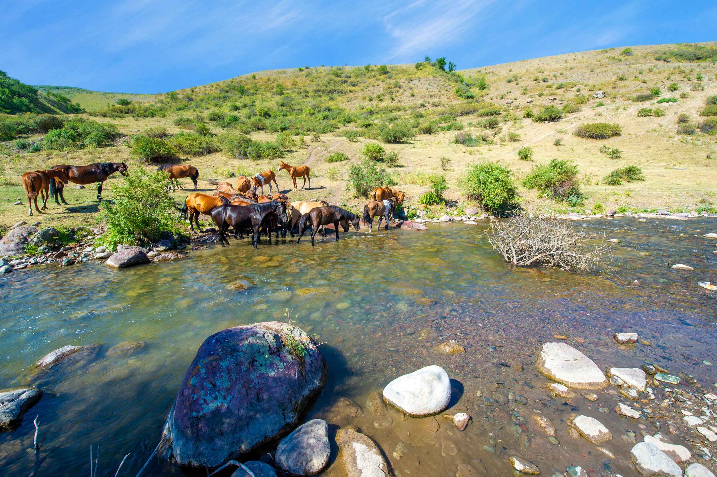 Les chevaux étanchent leur soif dans une rivière au courant rapide La beauté de la nature